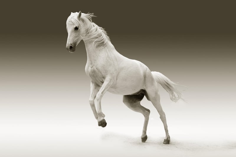 Horse riding